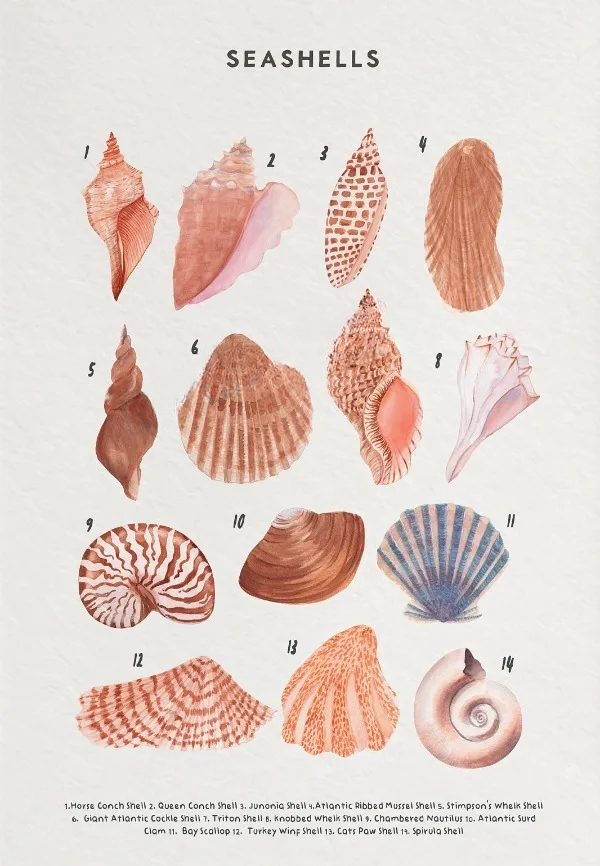 Whale Shark Seashells Turtles Octopus Fish Marine Life Educational Canvas Prints Wall Art For Children Room Office Home Décor