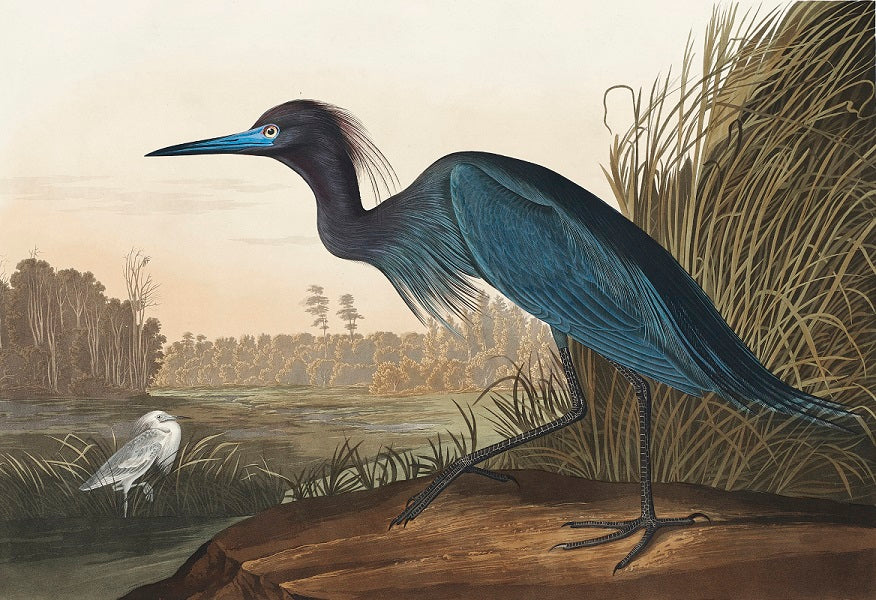 Blue Crane by J.J. Audubon Mural Wallpaper (SqM)