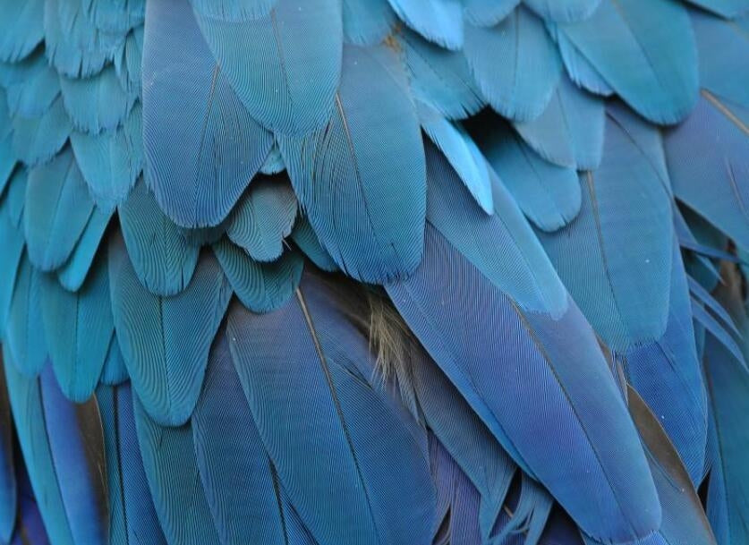 Blue Feathers Mural Wallpaper (SqM)