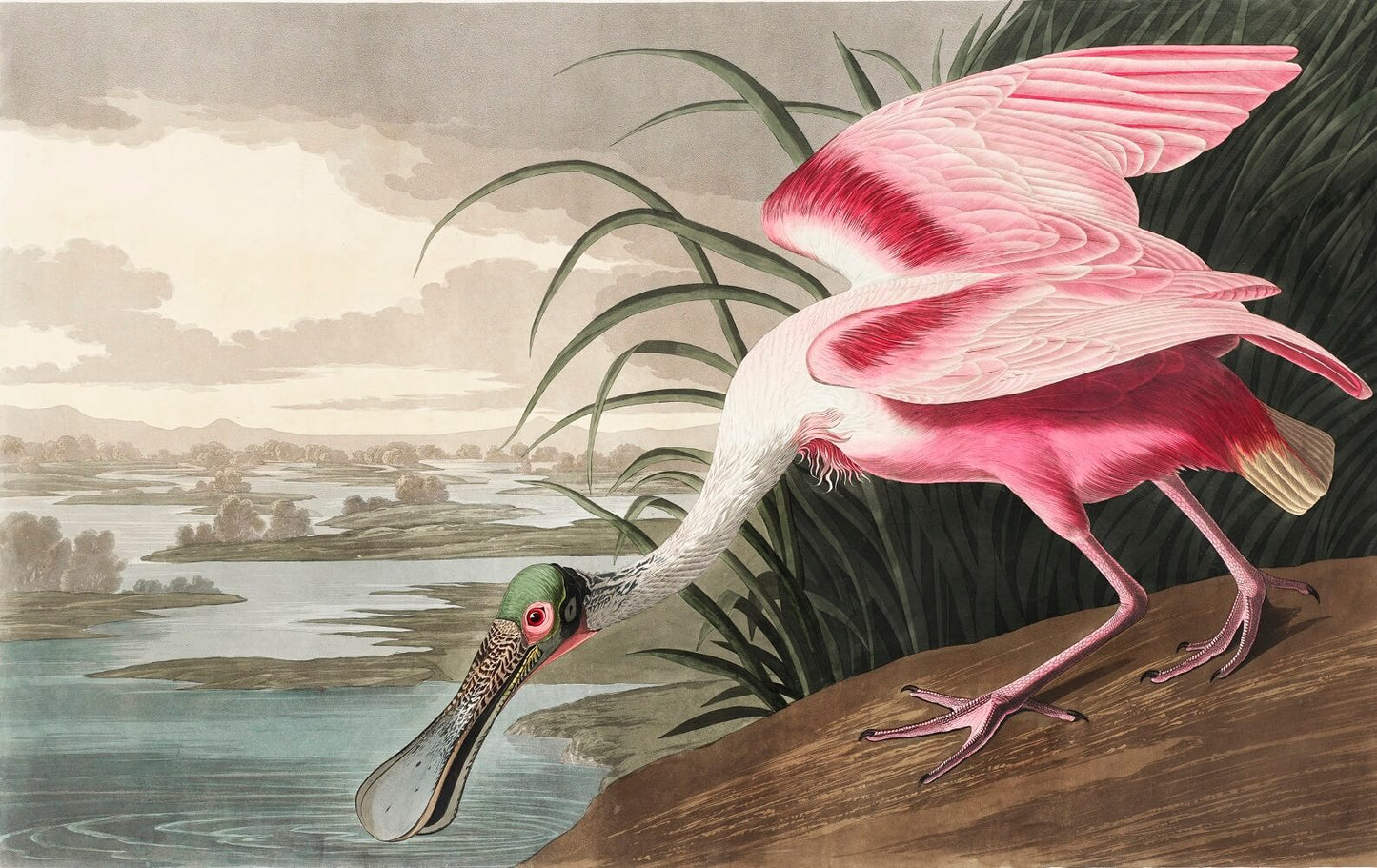 Roseatte Spoonbill Mural Wallpaper (SqM)