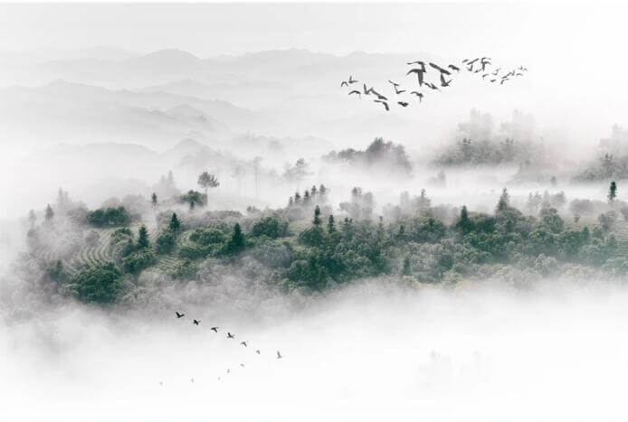 Nordic Fog Pine Forest Mural Wallpaper (SqM)