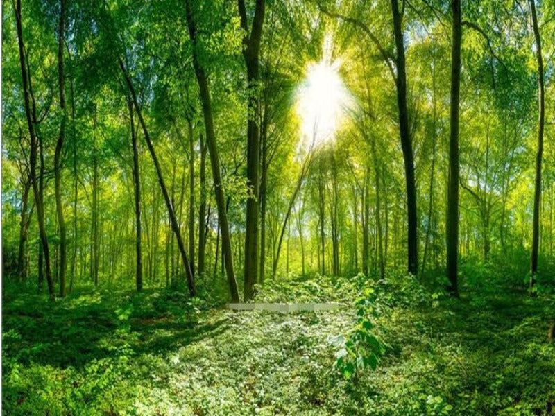 Peaceful Forest in the Sunlight Wall Mural (SqM)