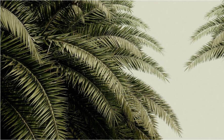 Tropical Leaves Mural Wallpaper (SqM)