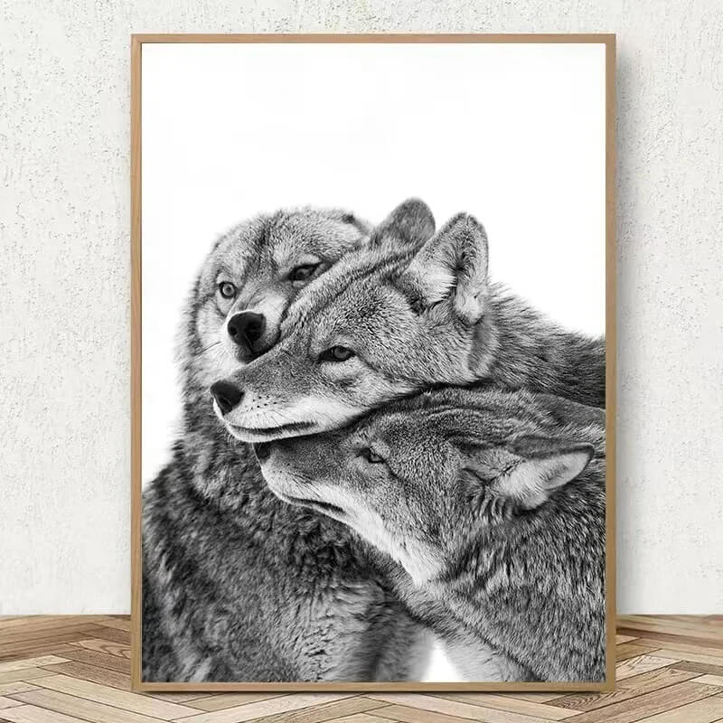 Three grey wolves nuzzling each other affectionately. Black and white image