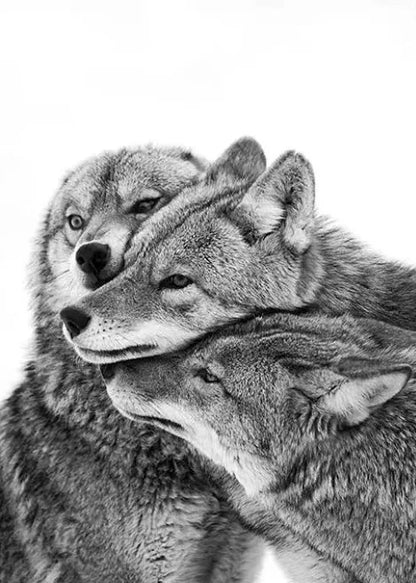 Black White Wolf Animal Woodland Photo Canvas Print Wall Art For Modern Living Room Wall Décor