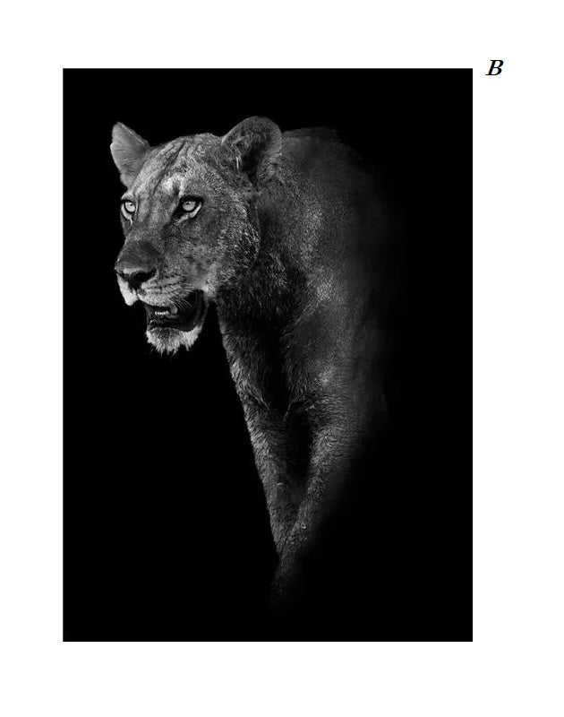 Black and White Animals Photo Canvas Prints Nordic Minimalist Wall Art Lion Tiger Elk Jaguar Wilderness Posters For Modern Living Room Bedroom Décor