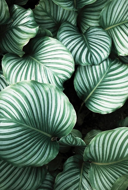 Eucalyptus Tropical Green Botany Wall Art Canvas Prints For Living Room Kitchen Dining Room Home Decor