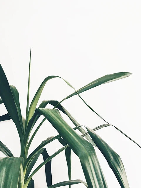 Eucalyptus Tropical Green Botany Wall Art Canvas Prints For Living Room Kitchen Dining Room Home Decor