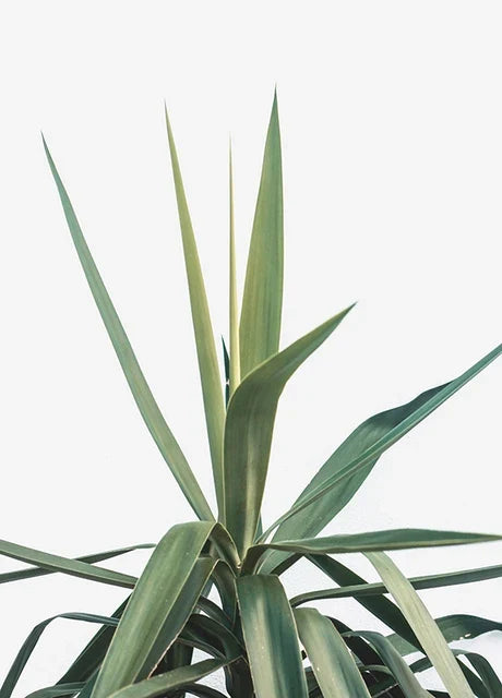 Eucalyptus Tropical Green Botany Wall Art Canvas Prints For Living Room Kitchen Dining Room Home Decor