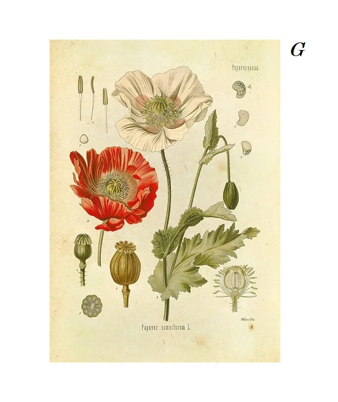 Field Plants Flower Anatomy Canvas Prints Botanical Wall Art Vintage Poster For Living Room Dining Room Décor