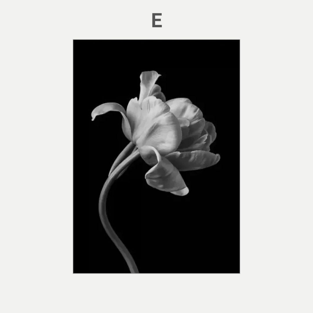 Black and white flower on a black background