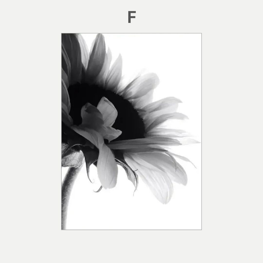 Black and white sunflower on a light gray background