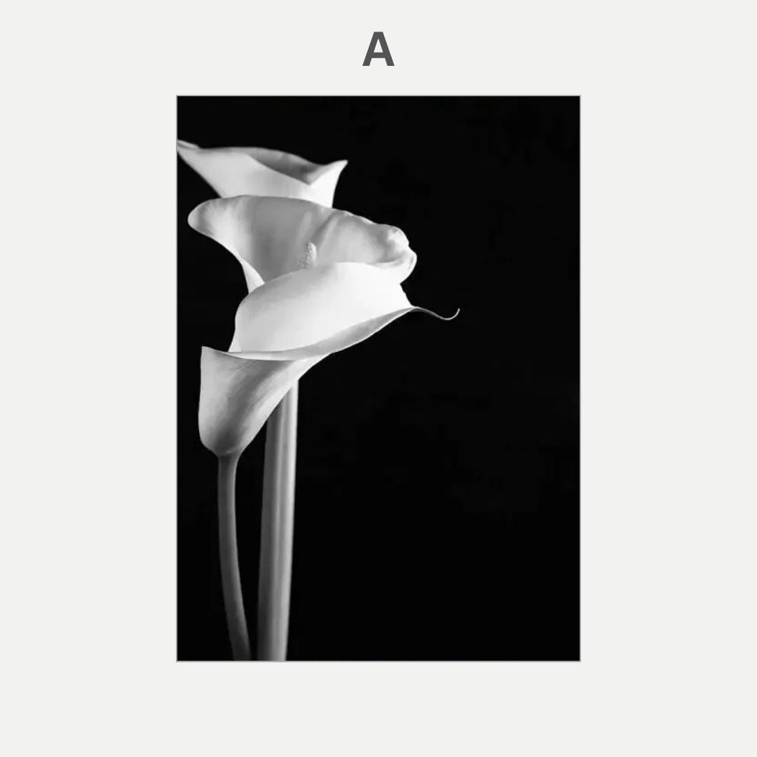 Black and white photo of two calla lilies on a black background