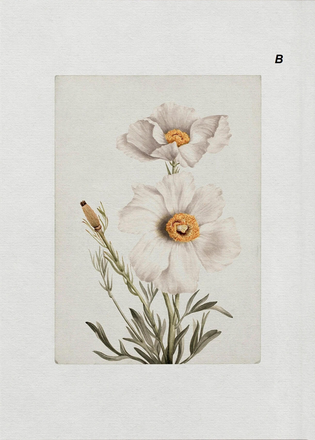 Botanical illustration of two white flowers with yellow centers and green leaves on a light background.

