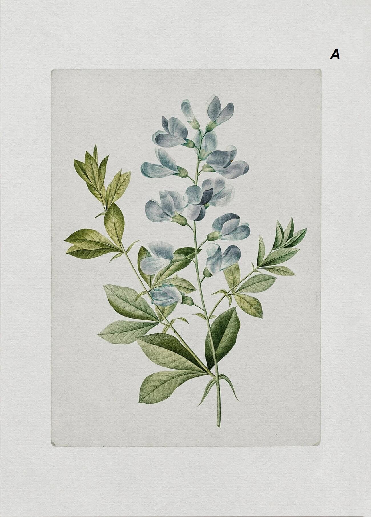 Botanical illustration of a plant with light blue flowers and green leaves, set against a white background.