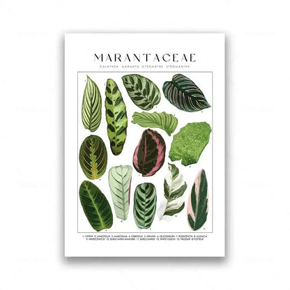 Botanical Specimen Posters Green Leaves Wall Art Canvas Prints For Kitchen Dining Room Living Room Decor