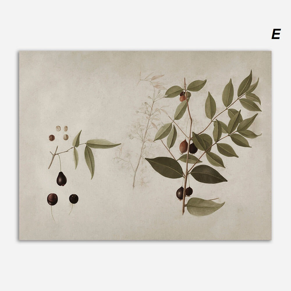 Botanical illustration of a plant with green leaves and dark brown fruits. The background is beige, and there are detailed sketches of seeds and fruit