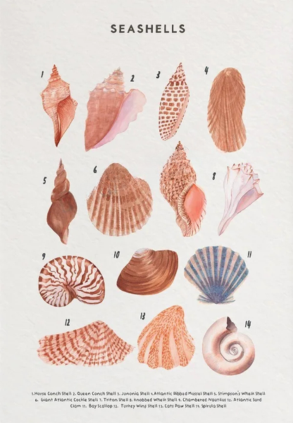 Whale Shark Seashells Turtles Octopus Fish Marine Life Educational Canvas Prints Wall Art For Children Room Office Home Décor