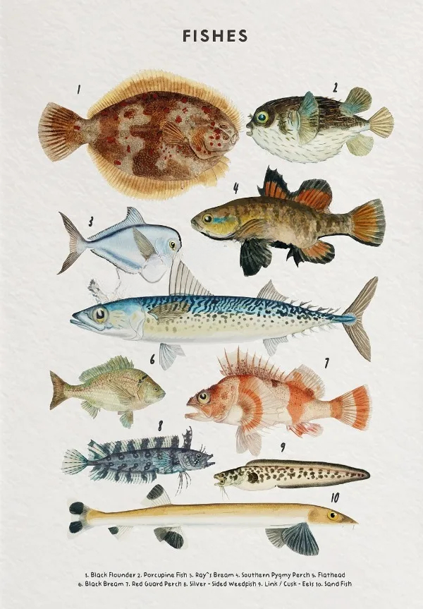 Whale Shark Seashells Turtles Octopus Fish Marine Life Educational Canvas Prints Wall Art For Children Room Office Home Décor