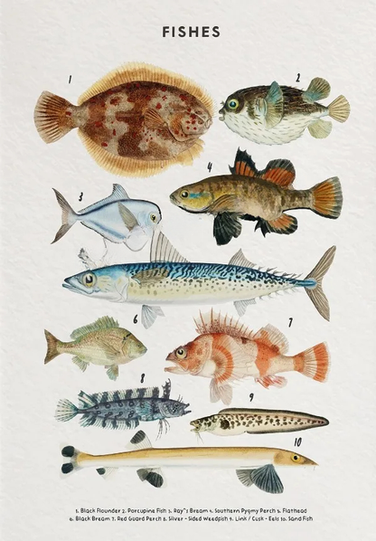 Whale Shark Seashells Turtles Octopus Fish Marine Life Educational Canvas Prints Wall Art For Children Room Office Home Décor