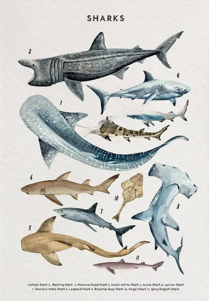 Whale Shark Seashells Turtles Octopus Fish Marine Life Educational Canvas Prints Wall Art For Children Room Office Home Décor