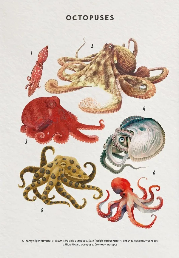 Whale Shark Seashells Turtles Octopus Fish Marine Life Educational Canvas Prints Wall Art For Children Room Office Home Décor