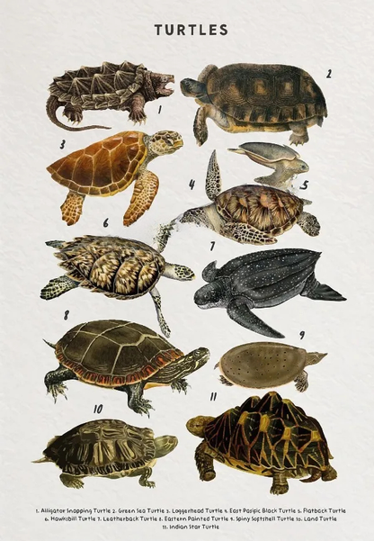 Whale Shark Seashells Turtles Octopus Fish Marine Life Educational Canvas Prints Wall Art For Children Room Office Home Décor