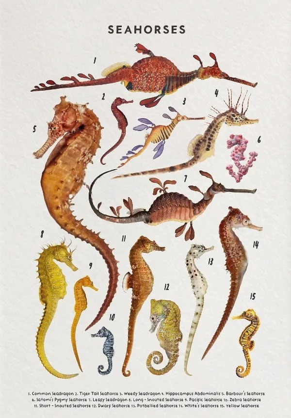 Whale Shark Seashells Turtles Octopus Fish Marine Life Educational Canvas Prints Wall Art For Children Room Office Home Décor