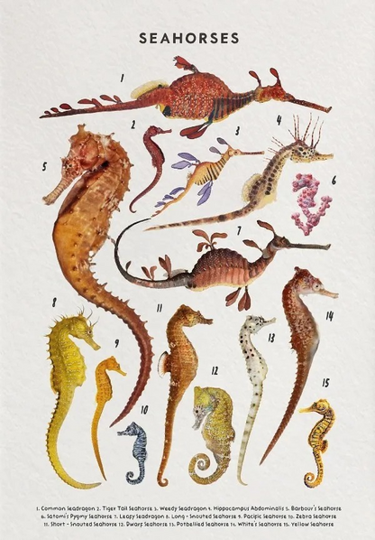 Whale Shark Seashells Turtles Octopus Fish Marine Life Educational Canvas Prints Wall Art For Children Room Office Home Décor