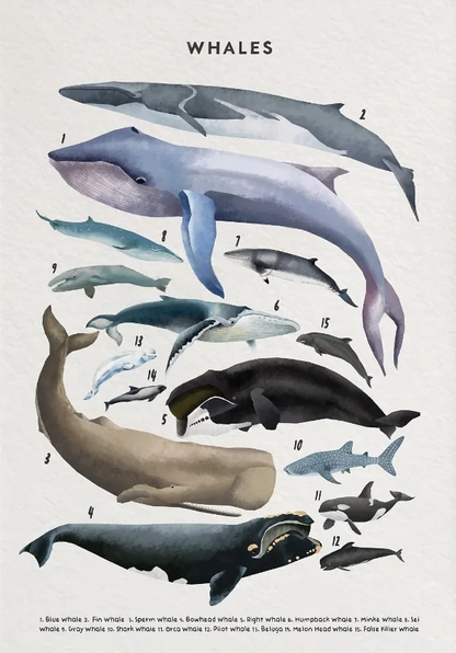 Whale Shark Seashells Turtles Octopus Fish Marine Life Educational Canvas Prints Wall Art For Children Room Office Home Décor