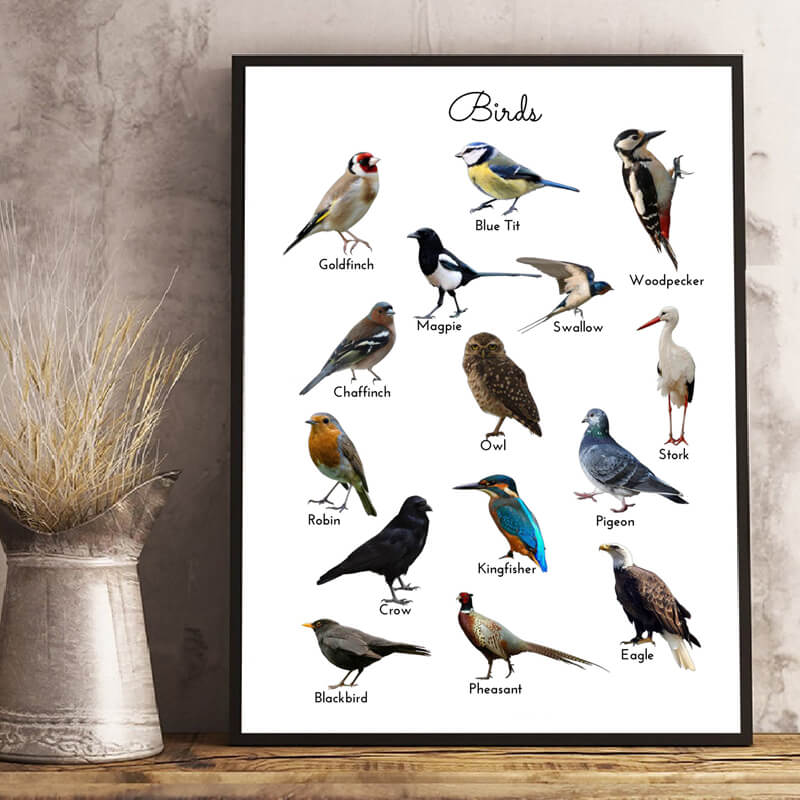 Birds Educational Minimalist Canvas Print | Nature Study Poster For Kids Room Living Room Office Home Décor