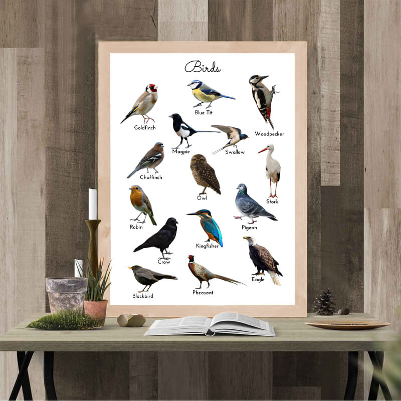 Birds Educational Minimalist Canvas Print | Nature Study Poster For Kids Room Living Room Office Home Décor
