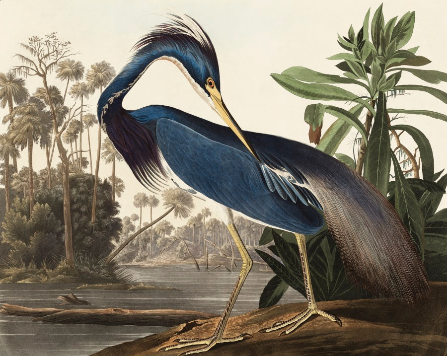 Blue Heron by J.J. Audubon Mural Wallpaper (SqM)