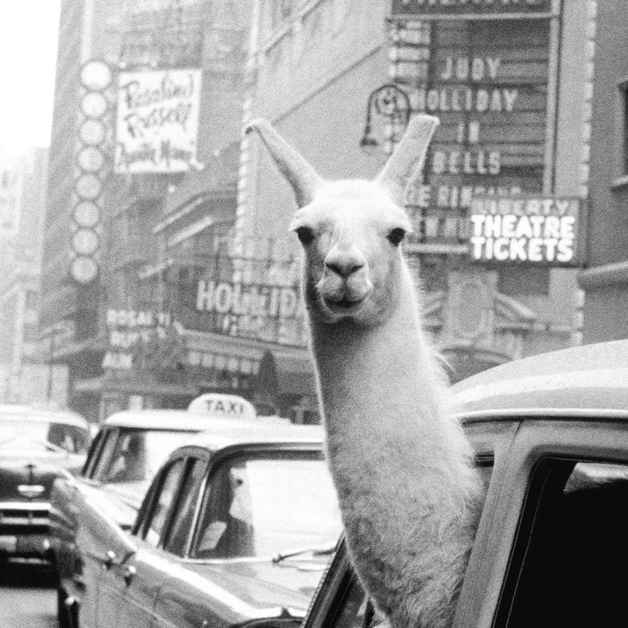 A Llama in Times Square