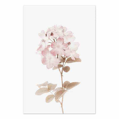 Pink Phlox Canvas Print