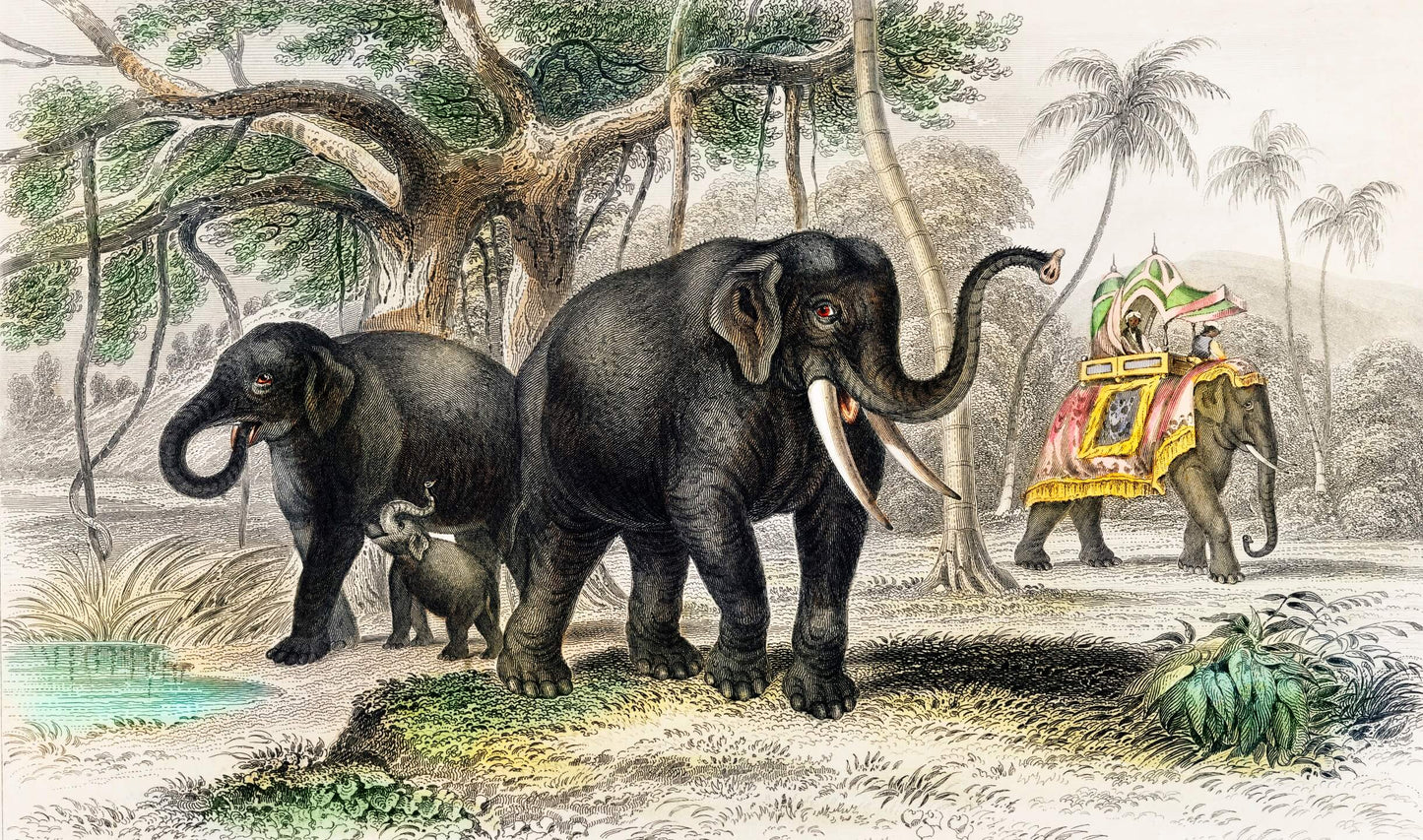 Asiatic Elephant and Caparisoned Elephant Mural Wallpaper (SqM)