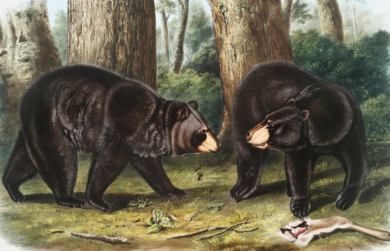 American Black Bears Mural Wallpaper (SqM)