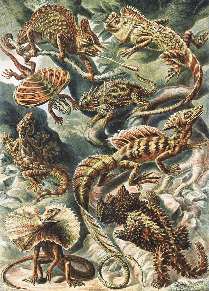 Lizards Lacertilia Mural Wallpaper (SqM)