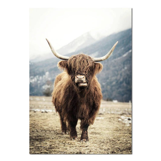 Nordic Highland Cattle Canvas Print