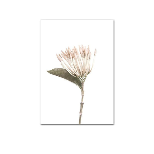 Protea Nordic Wild Flowers Canvas Print
