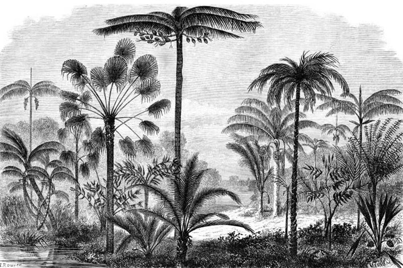 Vintage Black and White Tropical Palms Mural Wallpaper (SqM)