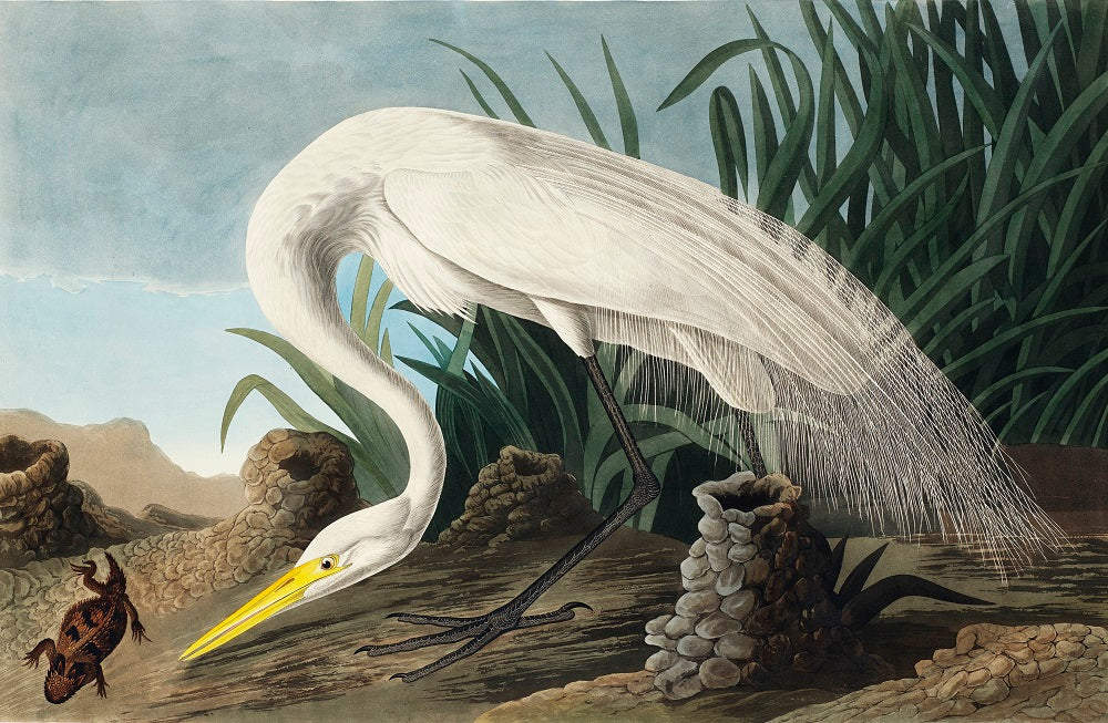 White Heron by J.J. Audubon Mural Wallpaper (SqM)