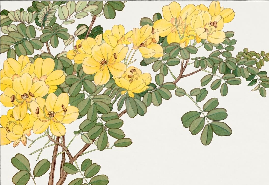 Allamanda Yellow Flowers Mural Wallpaper (SqM)