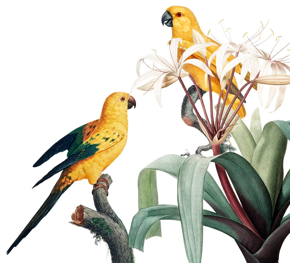 Yellow Parrots Mural Wallpaper (SqM)