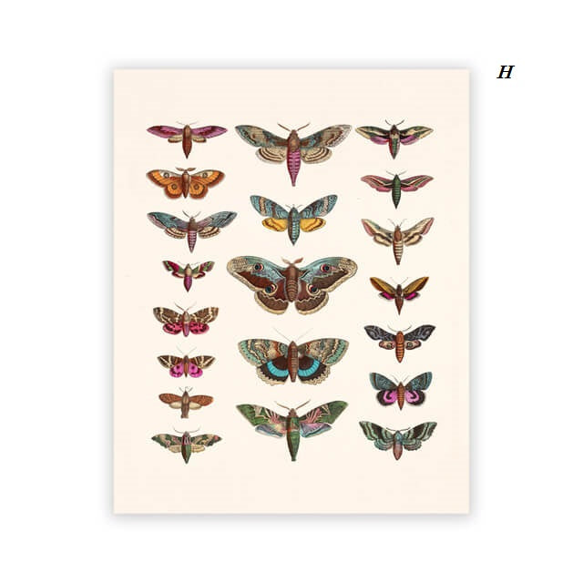 Nature Insect Moth Butterfly Dragonfly Canvas Prints | Vintage Wall Art Nordic Style Educational Posters For Living Room Kids Room Home Décor