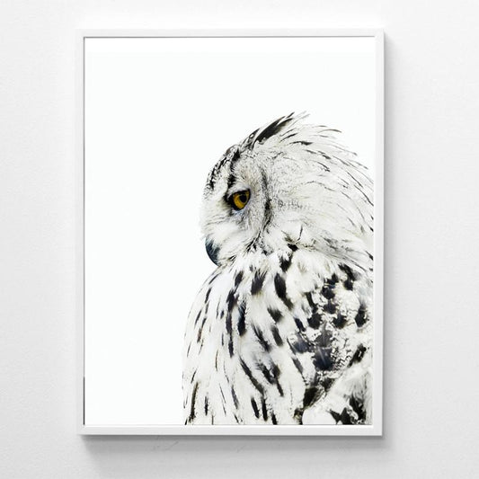 White Owl Canvas Print