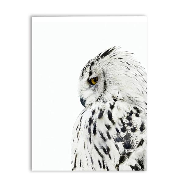 White Owl Canvas Print