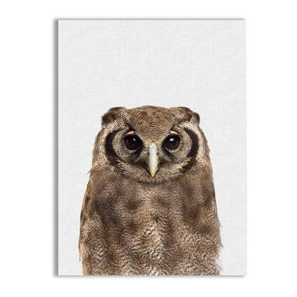 Brown Owl Canvas Print