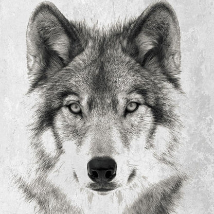 Wolf. B&W Photo Canvas Print