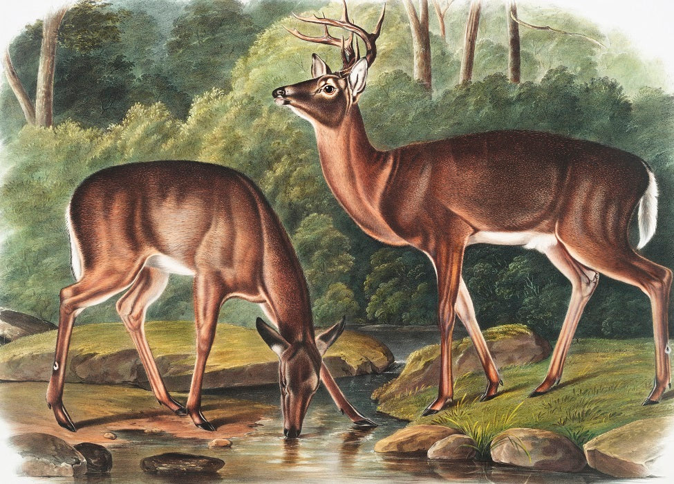 Deer by J.J. Audubon Mural Wallpaper (SqM)